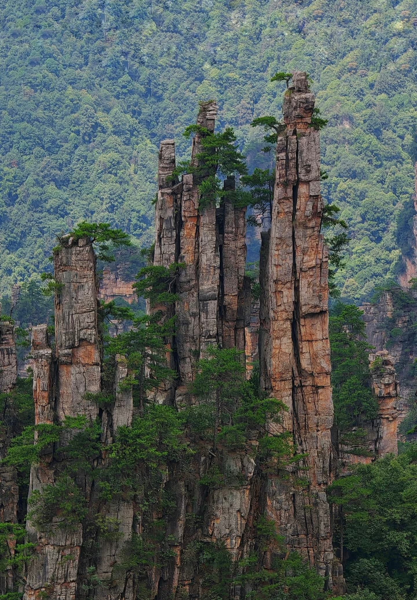 A panoramic view of countless sandstone pillars from a viewpoint on Tianzi Mountain